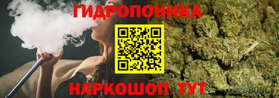 гашик Кингисепп